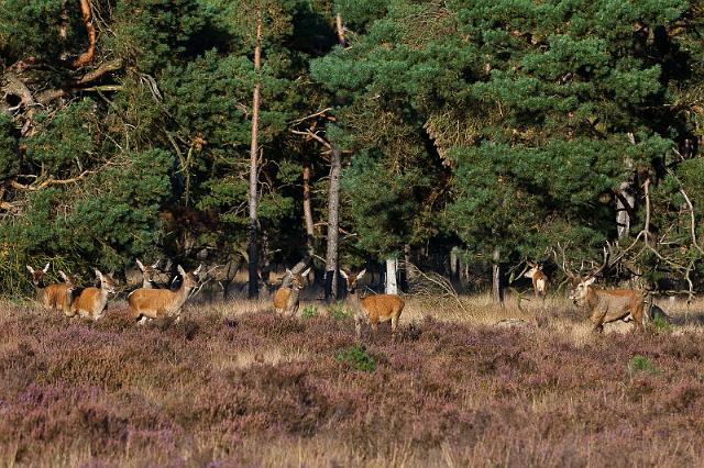 07 Hoge Veluwe, edelherten.jpg